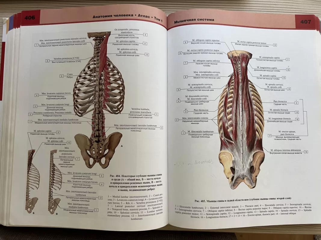 Žmogaus anatomijos atlasas - Autorių Kolektyvas, knyga 6