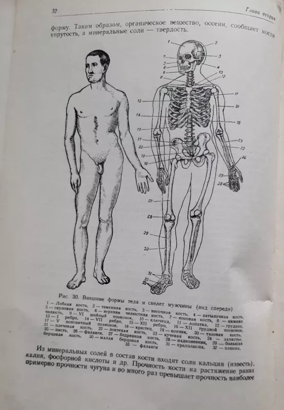 Пластическая анатомия - Г. Г. Павлов, knyga 4