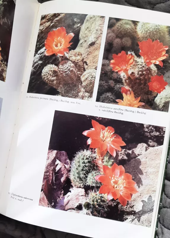 Lovec kaktusů - Karel Crkal, knyga 5