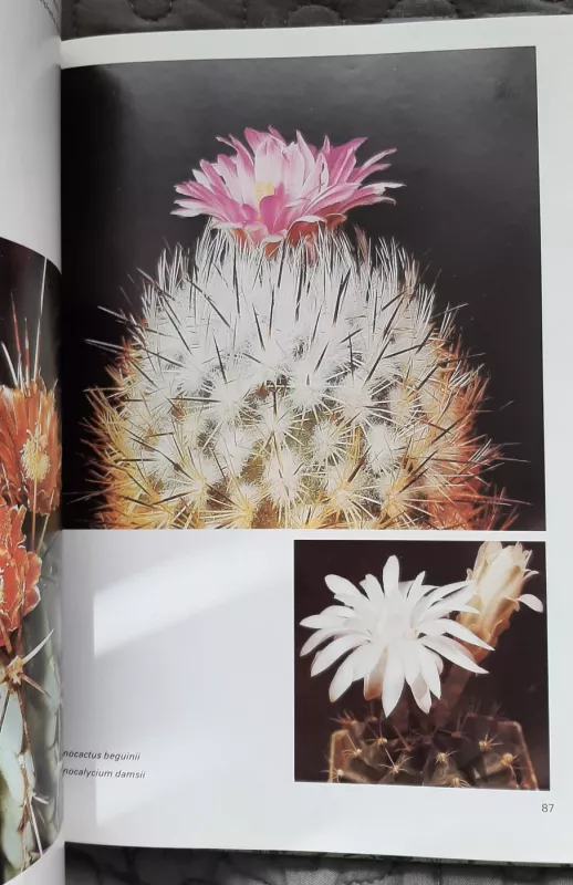 Erfolg mit Kakteen - Autorių Kolektyvas, knyga 3