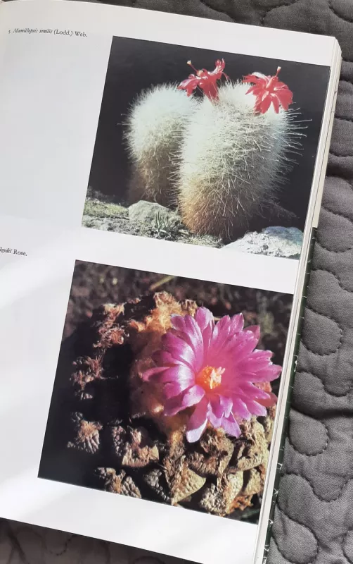Lovec kaktusů - Karel Crkal, knyga 6