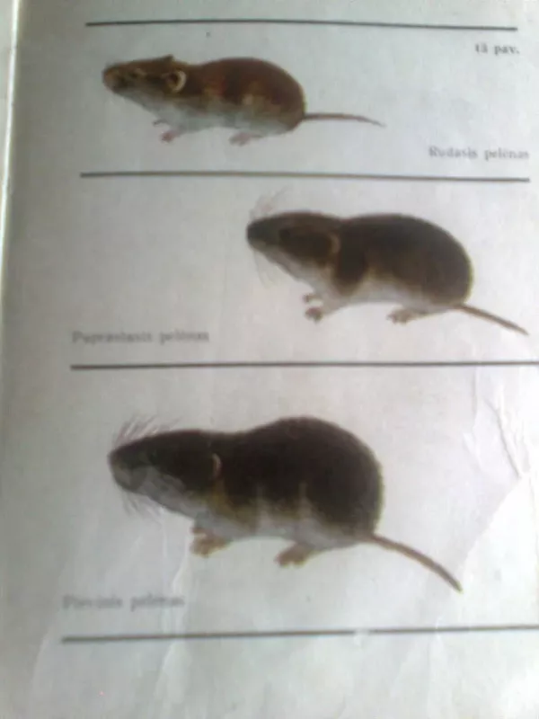 Lietuvos žinduoliai - Janina Prūsaitė, knyga 3