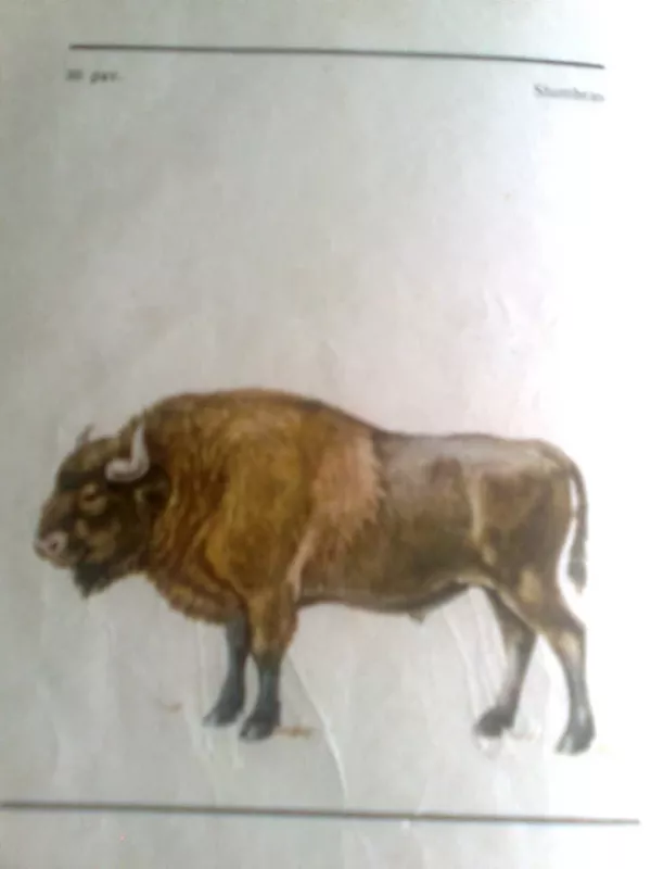 Lietuvos žinduoliai - Janina Prūsaitė, knyga 5