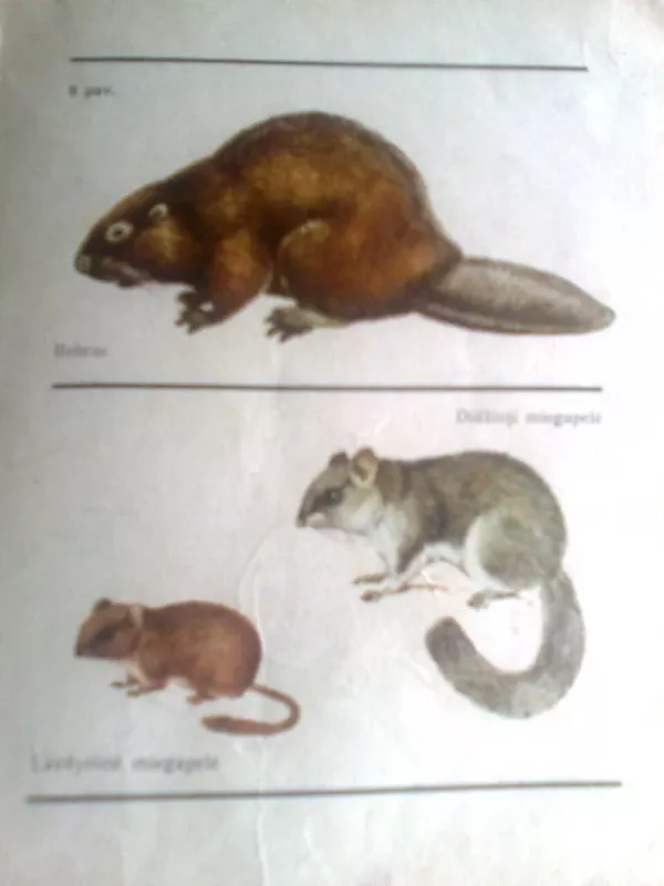 Lietuvos žinduoliai - Janina Prūsaitė, knyga 4