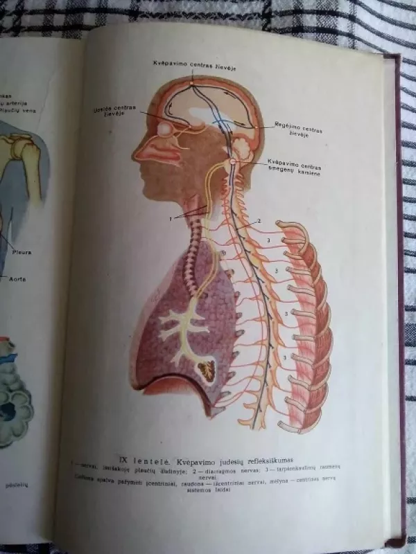 Žmogaus anatomija ir fiziologija - R. Garibjanas, N.  Markovas, knyga 5