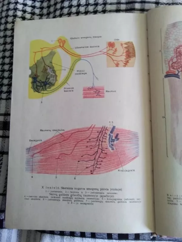 Žmogaus anatomija ir fiziologija - R. Garibjanas, N.  Markovas, knyga 3