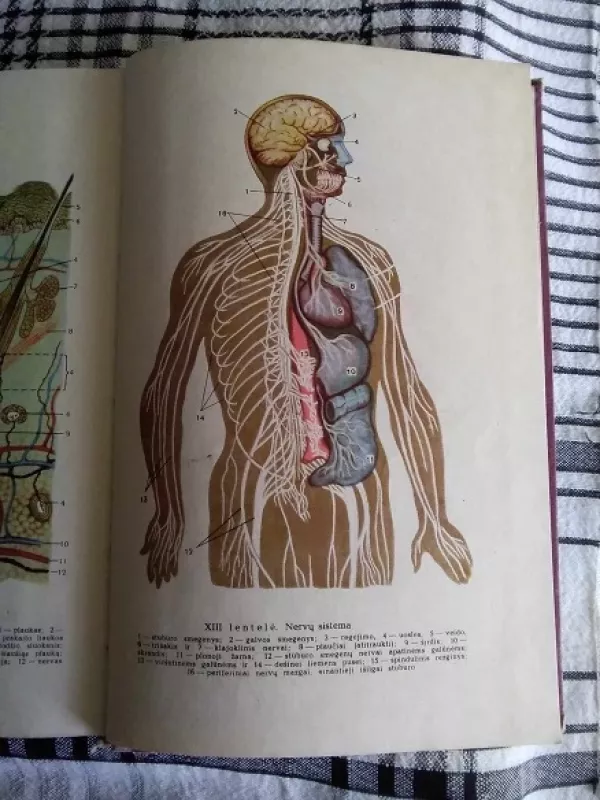 Žmogaus anatomija ir fiziologija - R. Garibjanas, N.  Markovas, knyga 4