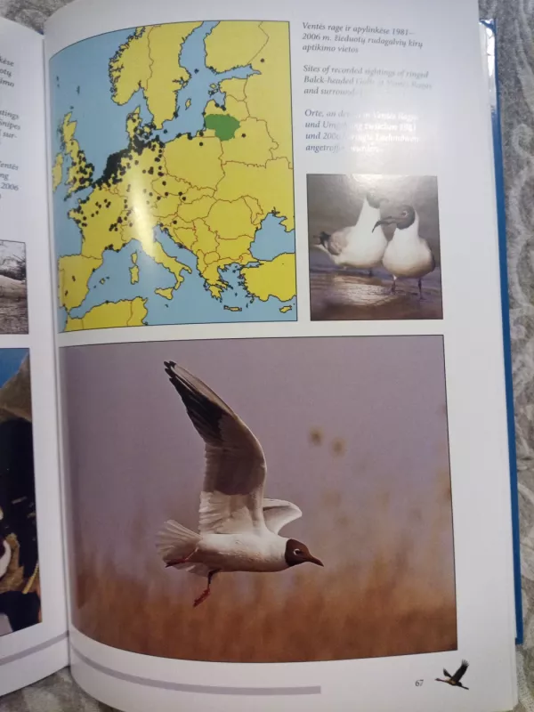 Ventės ragas: ornitologinė stotis - Vytautas Jusys, knyga 4
