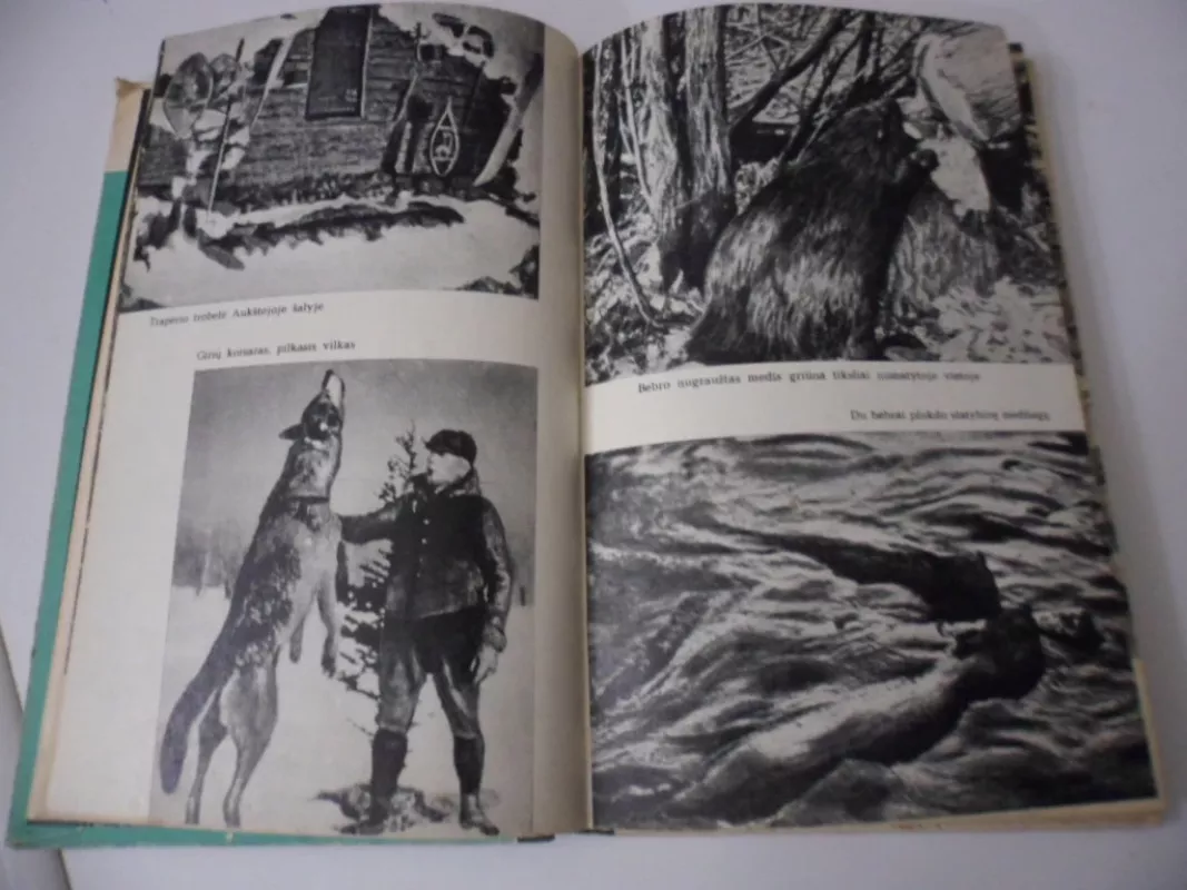 Apleistos trobelės pasakojimai - Pilkoji Pelėda , knyga 5