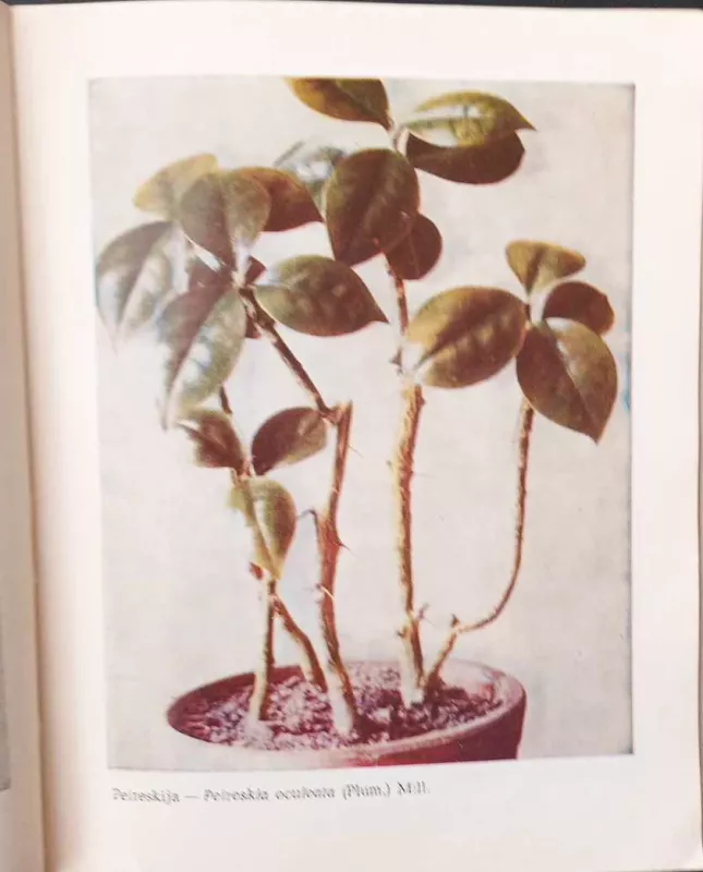 Kaktusai mėgėjo kolekcijoje - E. Abramova, knyga 3