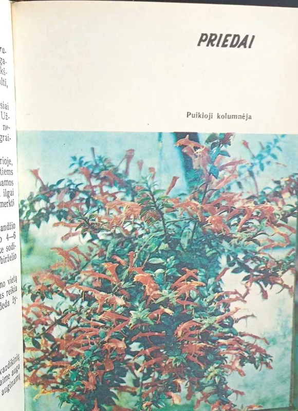 Jaunajam gėlininkui - Jadvyga Balvočiūtė, Stasys Gudanavičius, knyga 5
