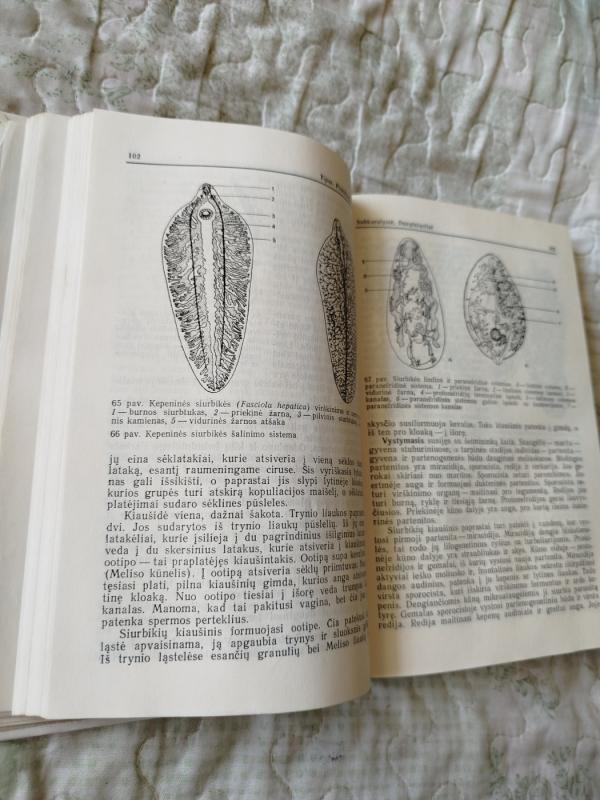 Bestuburių zoologija - Ričardas Kazlauskas, knyga 4