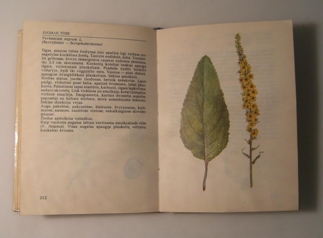 Vasarą žydintys augalai - R. Jankevičienė, knyga 5