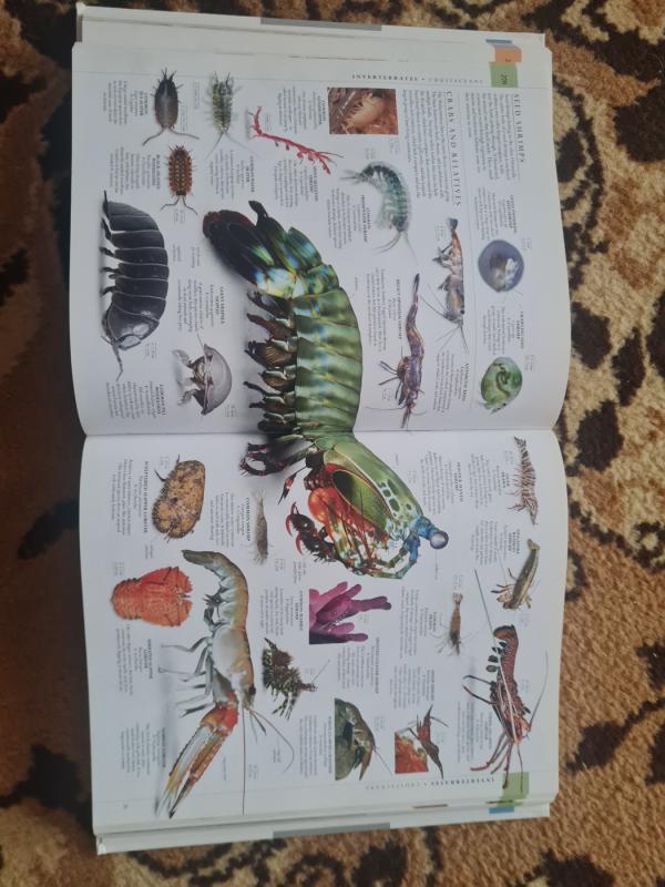 The Natural History Book - nenurodytas, knyga 5