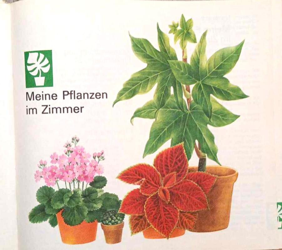 Alle meine Pflanzen-Gartenbuch für Kinder - Elisabeth Manke, knyga 3