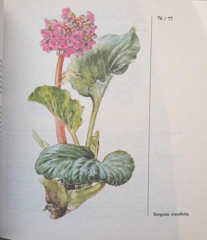 Alpinariumas tavo sode - Autorių kolektyas, knyga 4