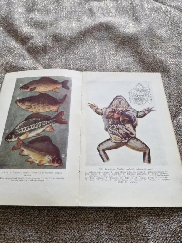 ZOOLOGIJA VAKARINĖMS MOKYKLOMS - V. Natalis, knyga 6