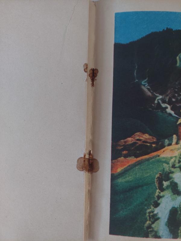 Pelenius ir gerieji padėjėjai - P.K. Asbjernsenas, knyga 4