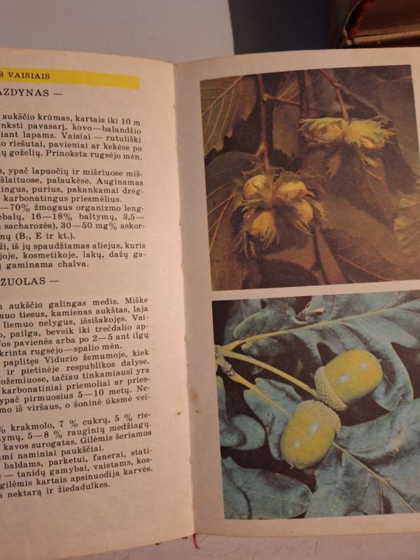 Mažieji miško turtai - V. Butkus, ir kiti , knyga 5