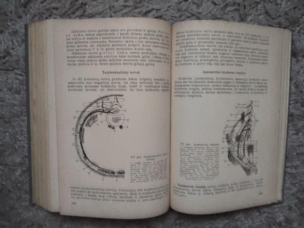 Žmogaus anatomija - S. Pavilonis, knyga 4