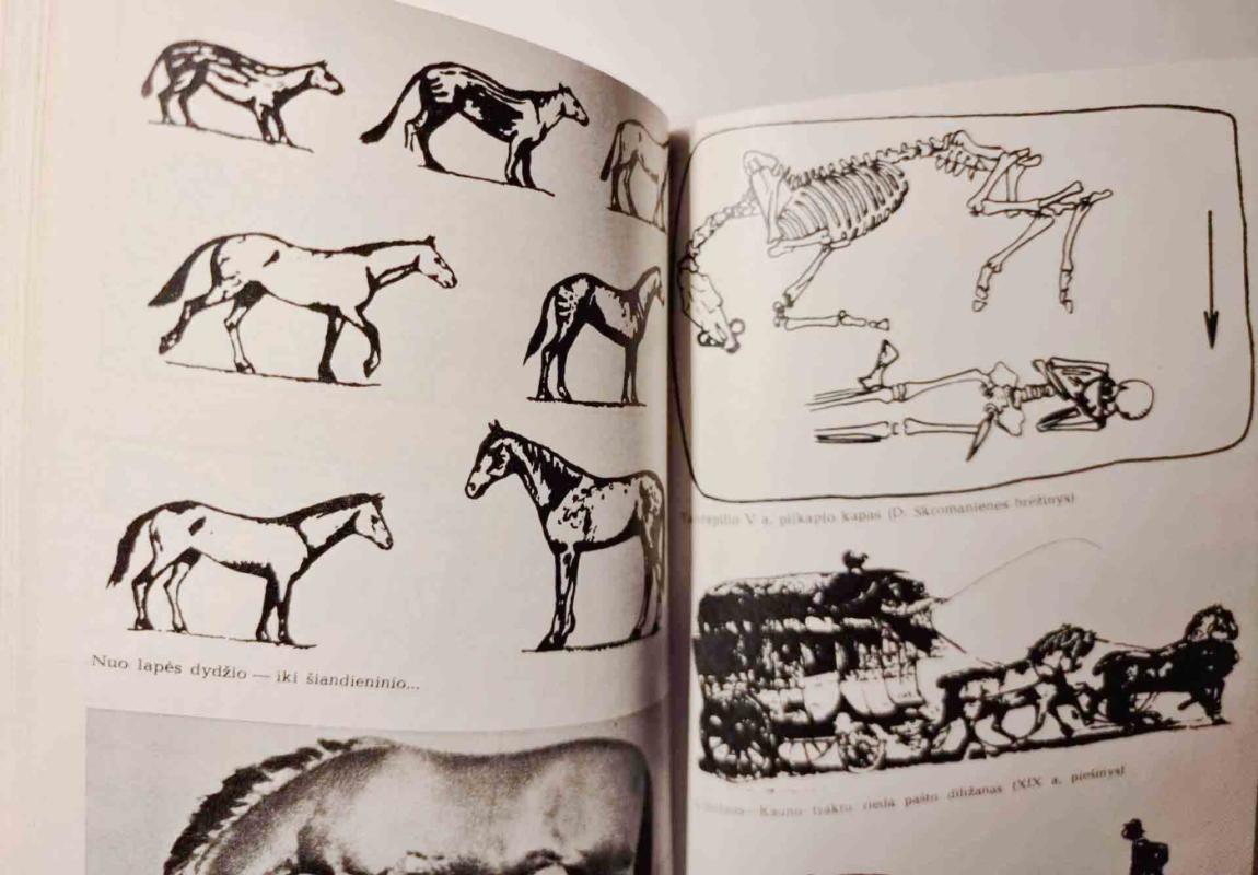 Oi, žirge žirge - Eugenijus Danilevičius, knyga 3