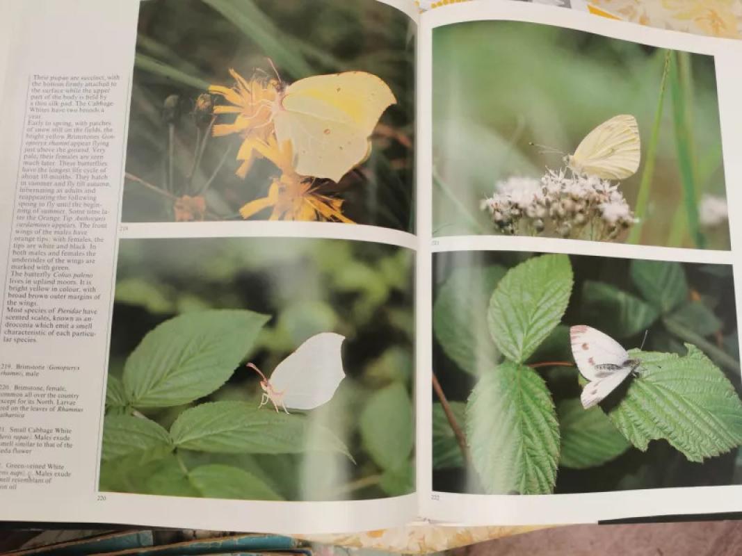 In the world of insects - Jonas Augustauskas, knyga 5