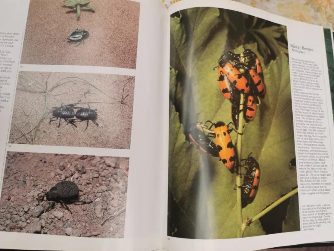 In the world of insects - Jonas Augustauskas, knyga 4