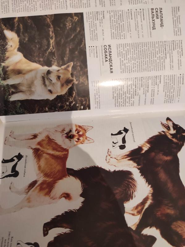 Jūsu šuo praktinis vadovas(rusu k.) - Džoan Palmer, knyga 5