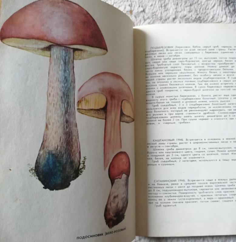 Grybų pievelė - B. Andrest, knyga 3