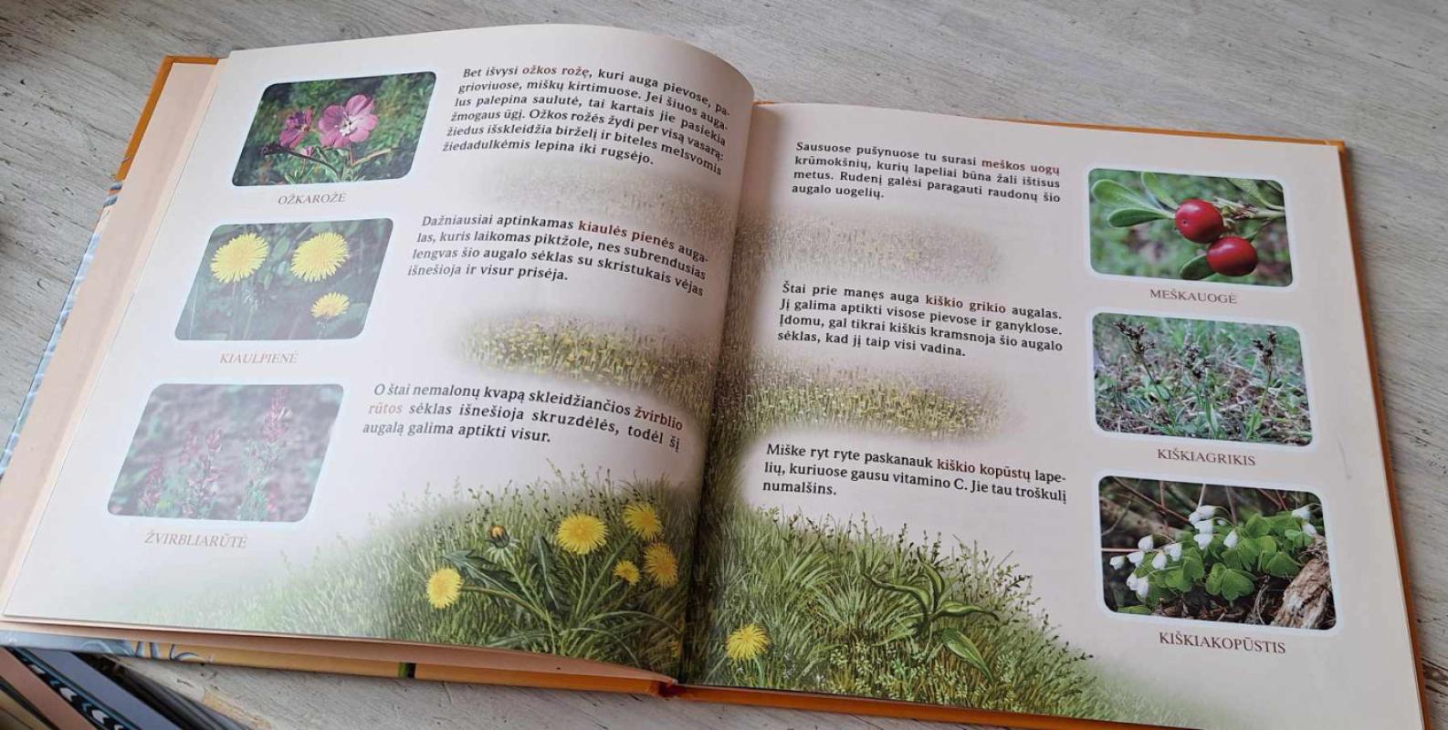 Paklausyk, ką šnara vėjas - Lina Marmaitė-Snitkienė, knyga 5