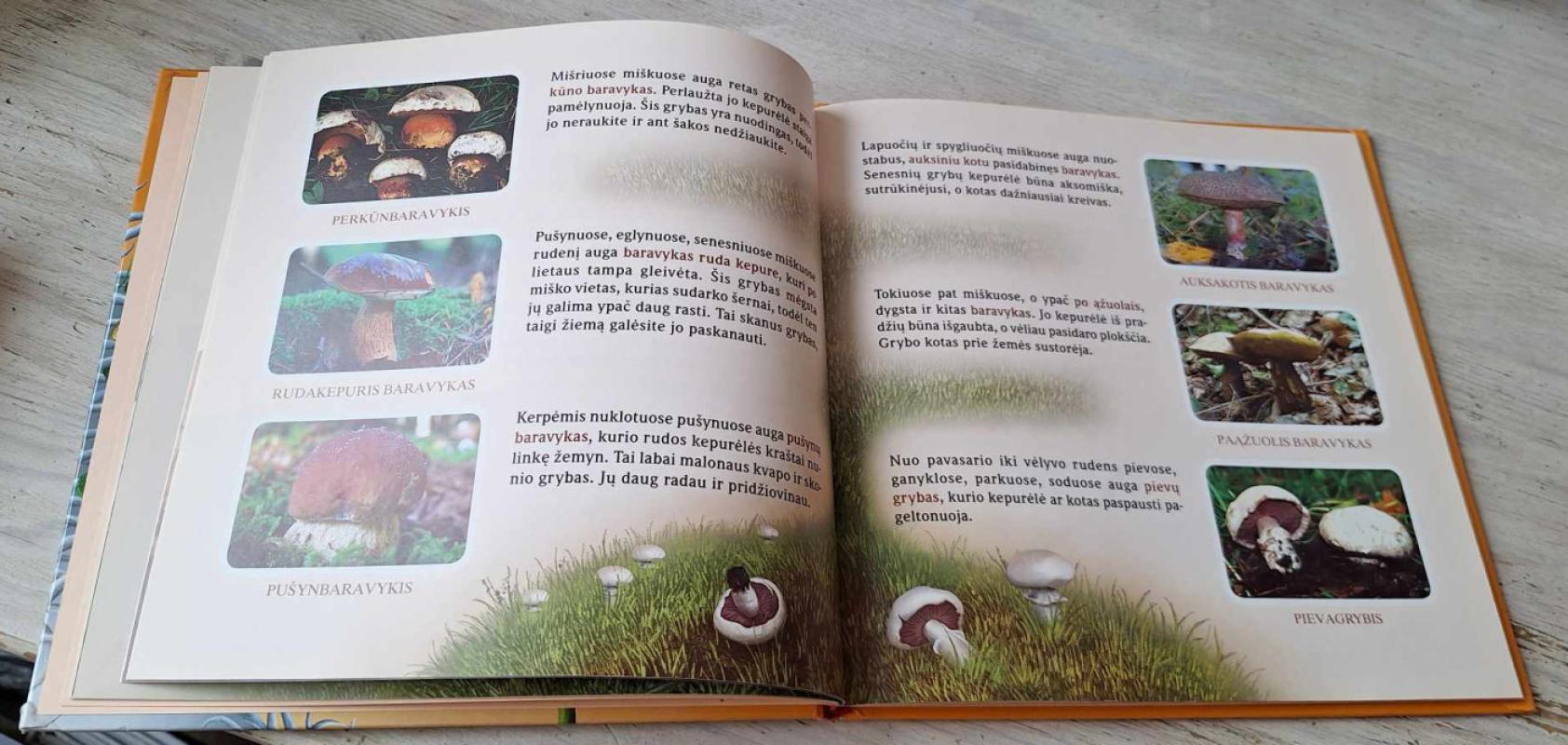 Paklausyk, ką šnara vėjas - Lina Marmaitė-Snitkienė, knyga 4