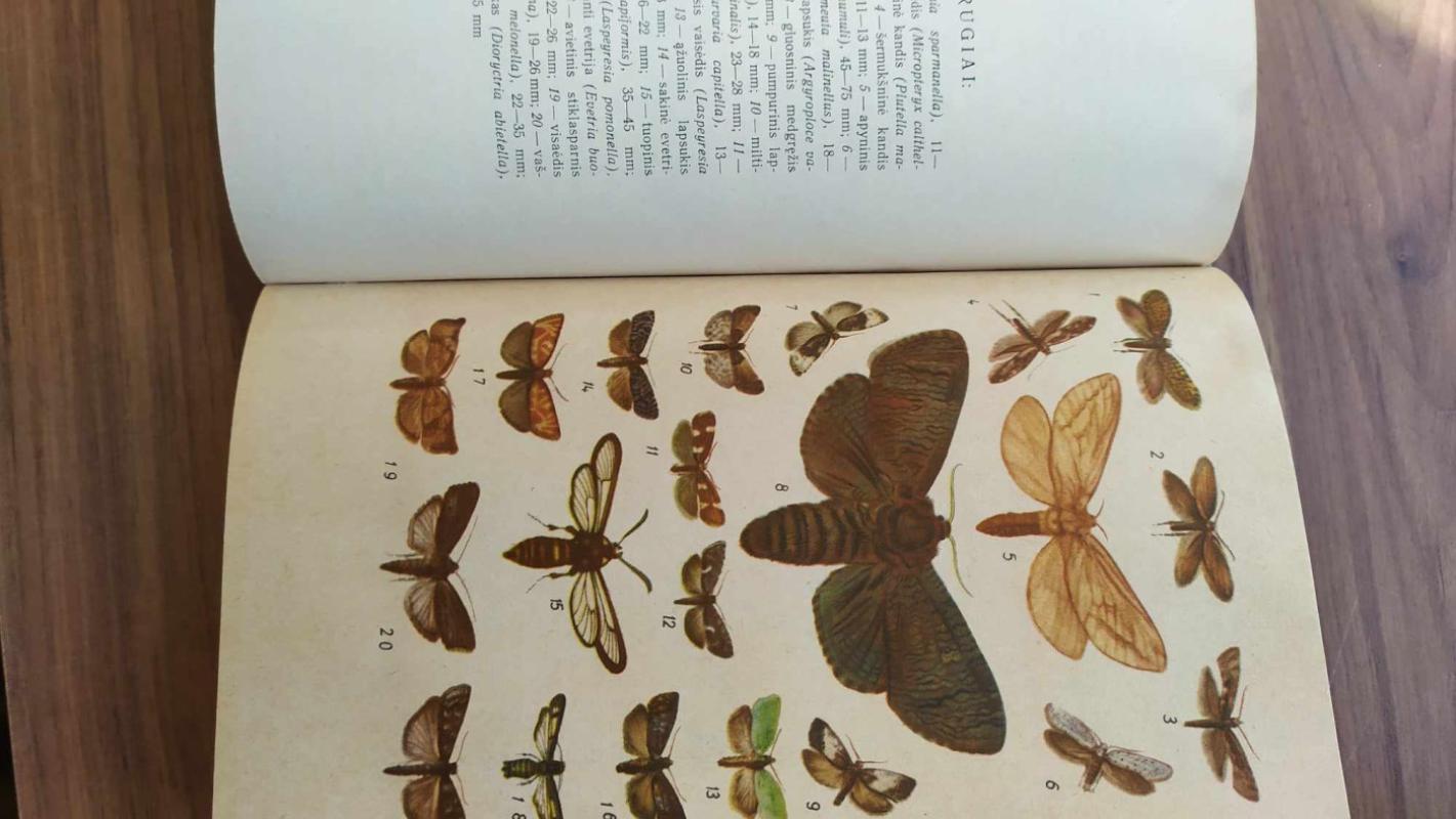 Vadovas Lietuvos vabzdžiams pažinti - A. Lešinskas, knyga 5