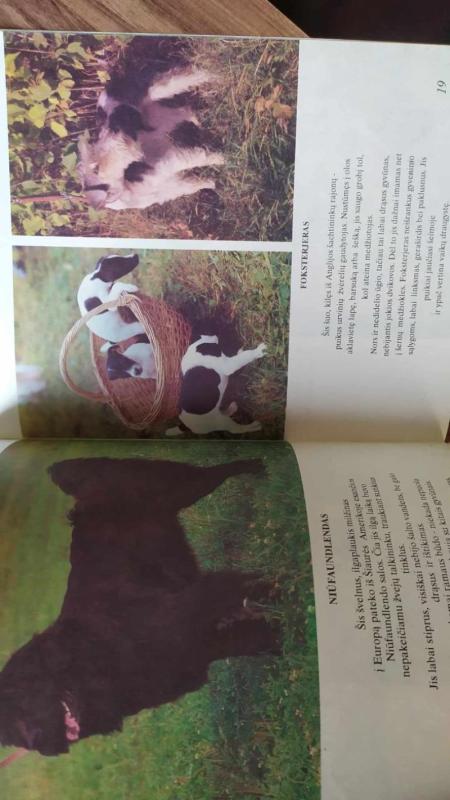 Pasirink draugą - Autorių Kolektyvas, knyga 4