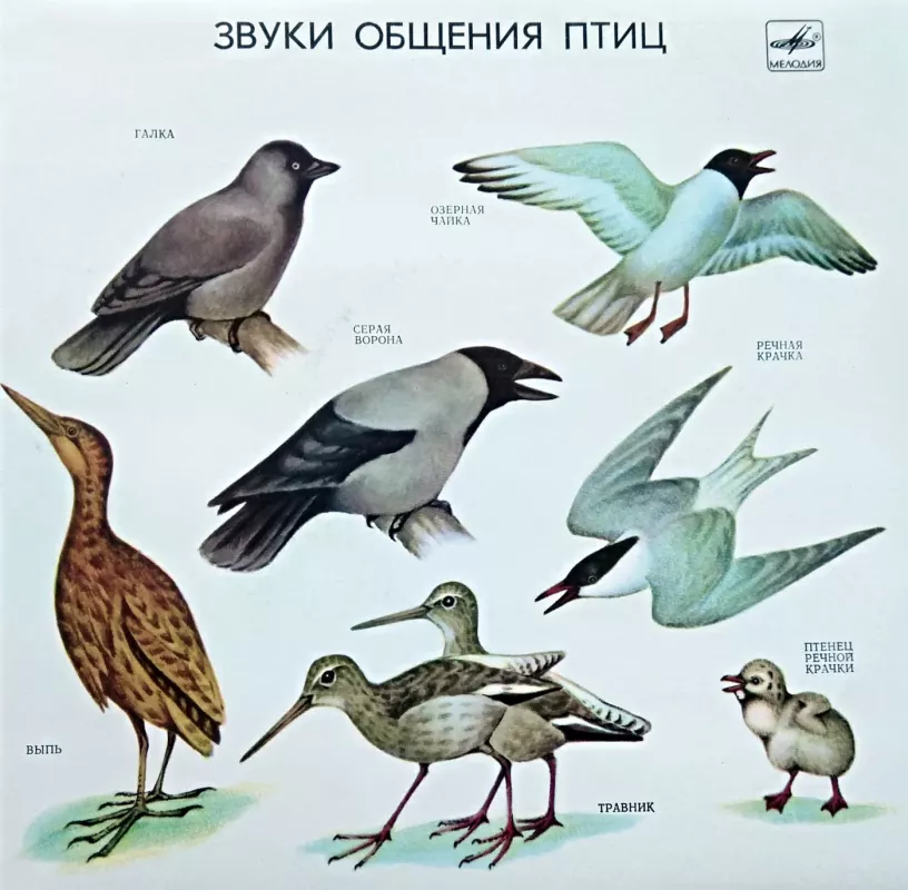 Paukščių bendravimo garsai - M. Akatova, plokštelė 2