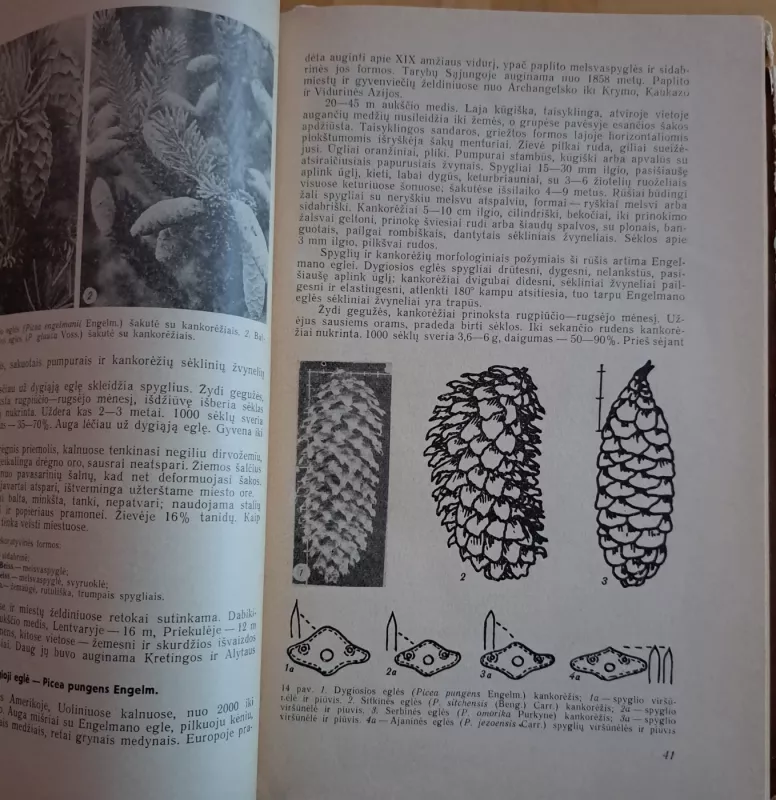 Dendrologija - Autoriu kolektyvas, knyga 3
