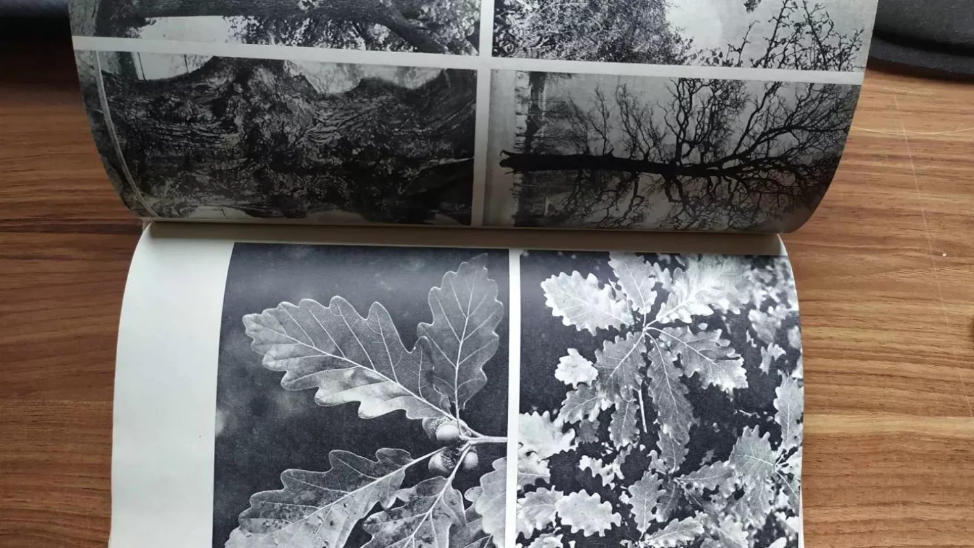 Lietuvos medžiai - Algirdas Navasaitis, knyga 4