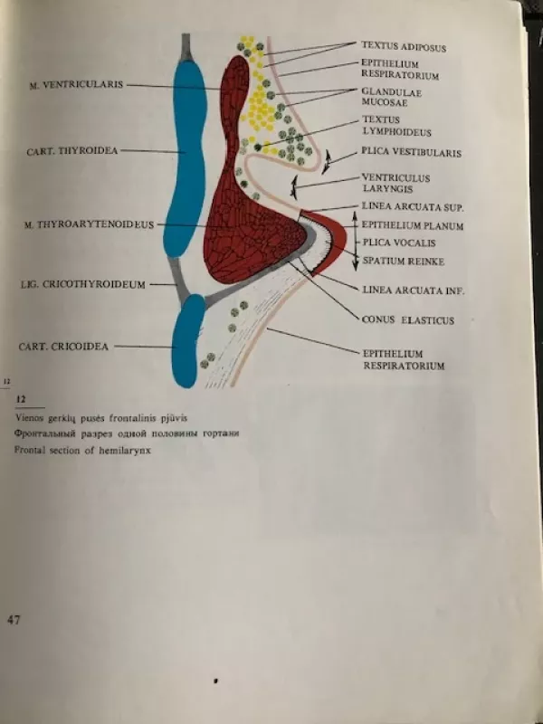Gerklų ligų atlasas - Virgilijus Uloza, knyga 5