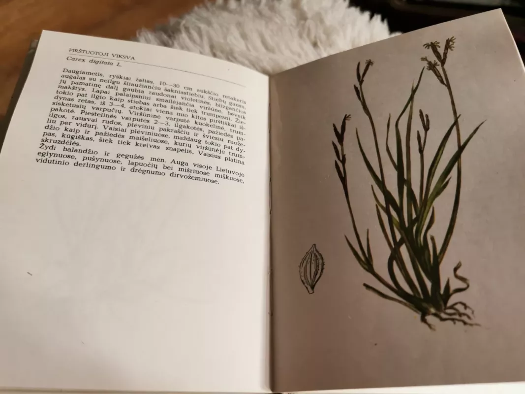 Pavasarį žydintys augalai - Živilė Lazdauskaitė, knyga 3