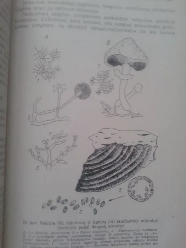 Mikrobiologija - K. Brundza, knyga 6