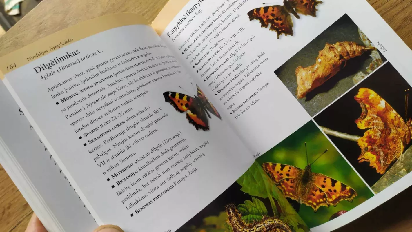 Lietuvos dieniniai drugiai - Ivinskis Povilas, Rimšaitė Jolanta (sudarytojai), knyga 4