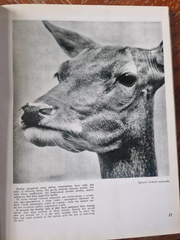 Medžioklė - Antanas Kazakauskas, knyga 3