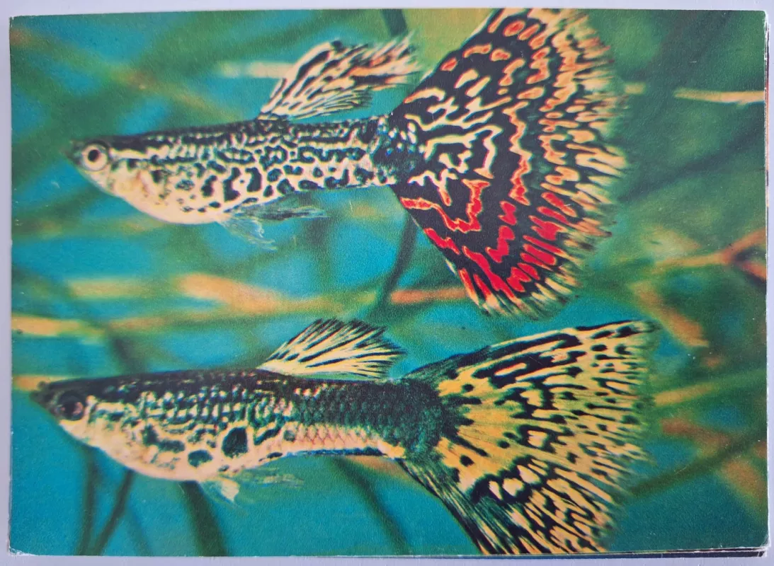 Margas akvariumo pasaulis - Autorių Kolektyvas, knyga 5