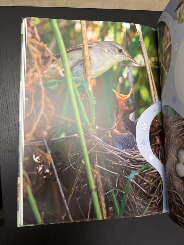 Mano šalies gamta - Selemonas Paltanavičius, knyga 5