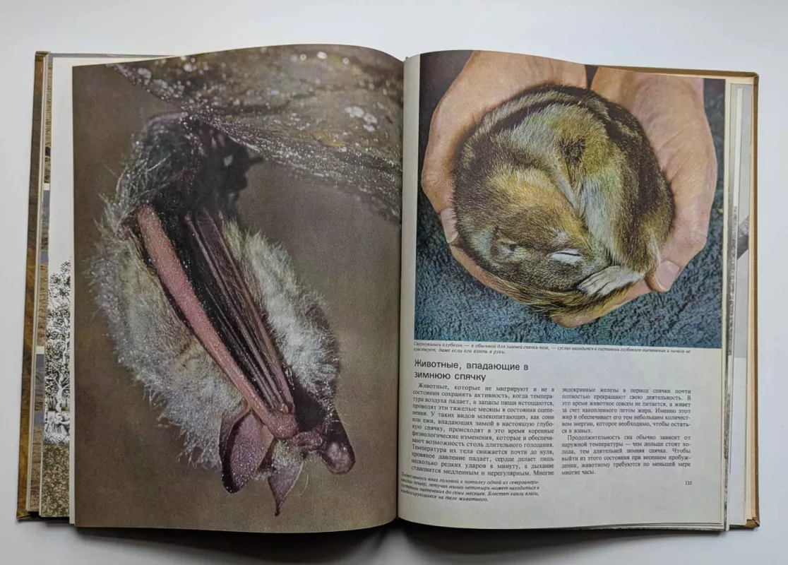 Žinduoliai (rusų k.) 1974 - Ričardas Carringtonas, knyga 5