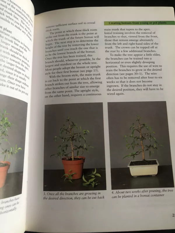 Indoor Bonsai for Beginners: Selection - Care - Training - Werner Busch , knyga 4
