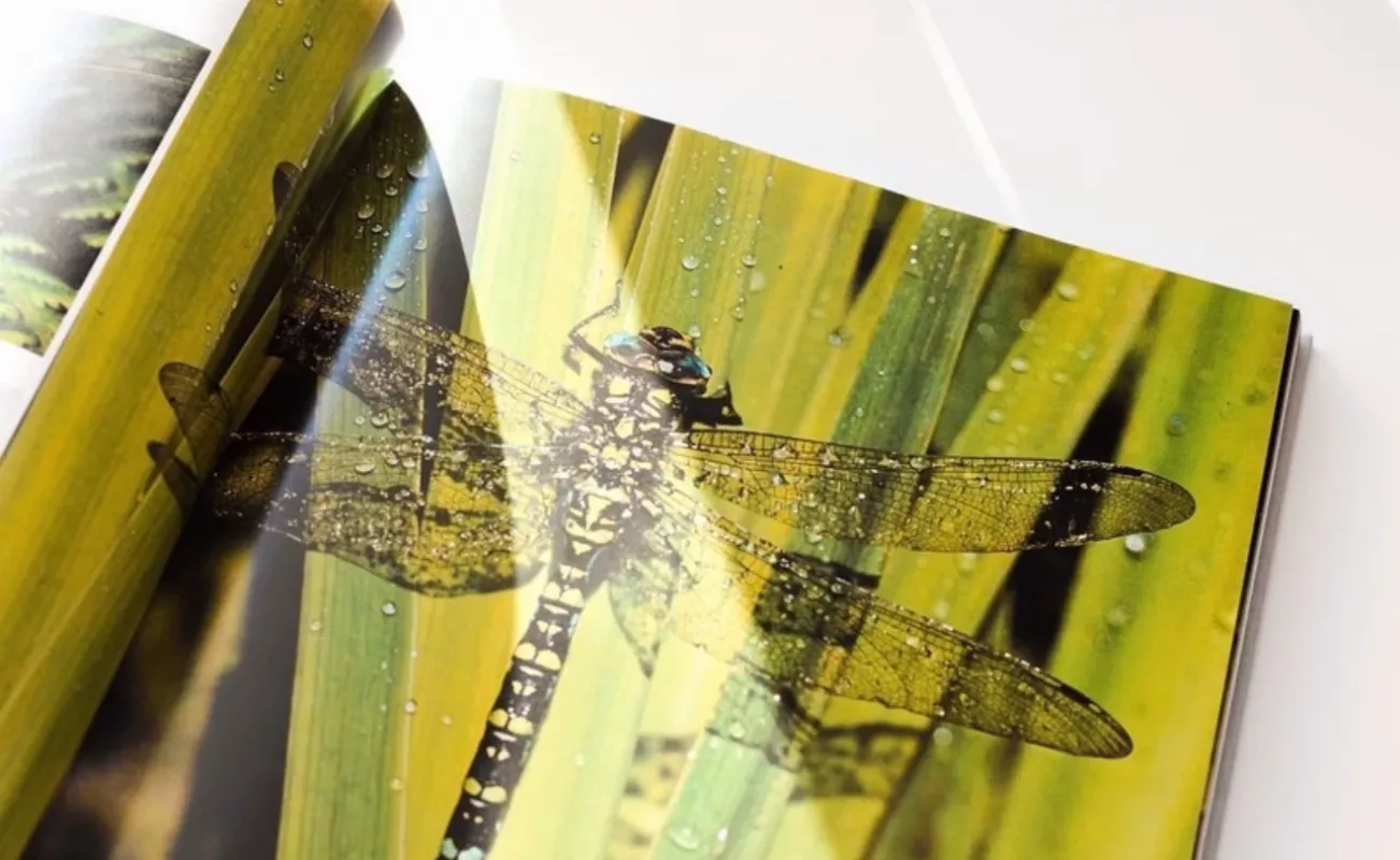 In the World of Insects - Jonas Augustauskas, knyga 2