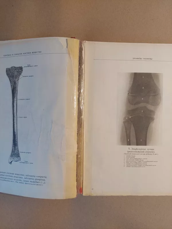 Sinelnikov atlas anatomi - R. Sinelnikov, knyga 4