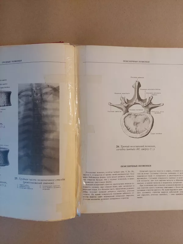 Sinelnikov atlas anatomi - R. Sinelnikov, knyga 5