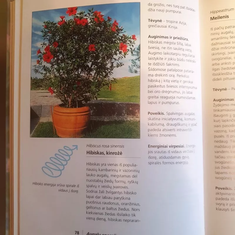 Kambarinių augalų energija - Eva Katharina Hoffmann, knyga 3