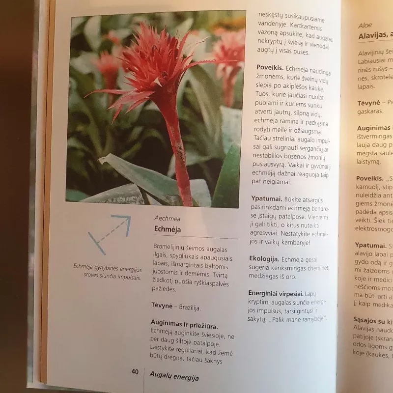 Kambarinių augalų energija - Eva Katharina Hoffmann, knyga 6